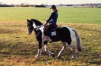 Pernilla och Siretto dressyrtr�nar hemma